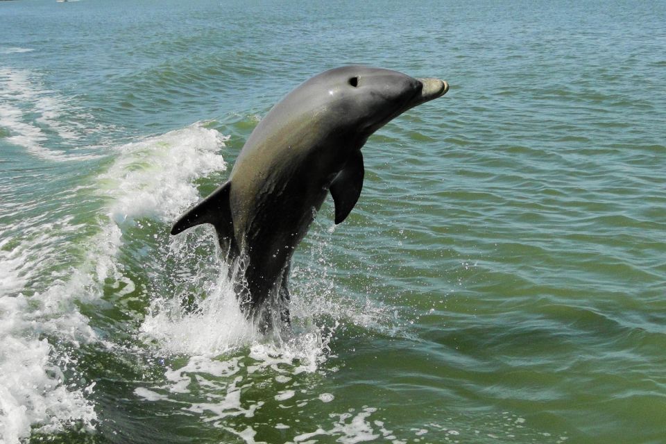 1 marco island 2 hour dolphin birding and shelling tour Marco Island: 2-Hour Dolphin, Birding, and Shelling Tour