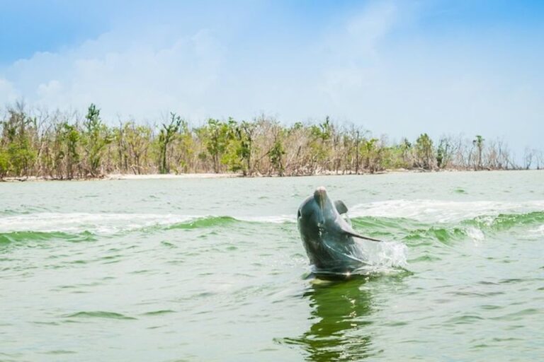 Marco Island: Dolphin-Watching Boat Tour
