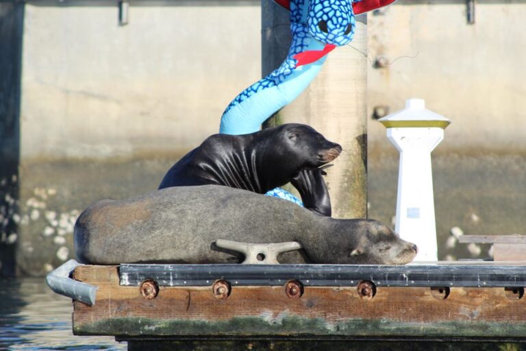 Marina Del Rey: Kayak and Paddleboard Tour With Sea Lions