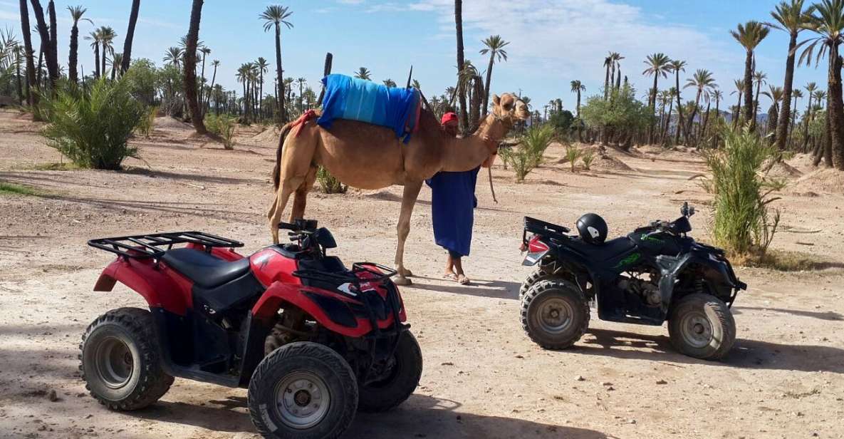 1 marrakech 2 hour quad bike camel ride in palmeraie Marrakech: 2-Hour Quad Bike & Camel Ride in Palmeraie