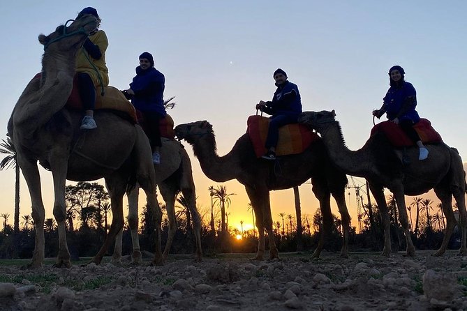 1 marrakech camel ride in palm grove Marrakech Camel Ride in Palm Grove
