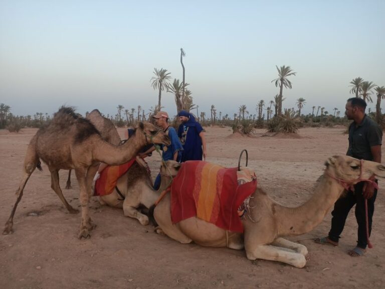 Marrakech Camel Ride in the Palm Grove