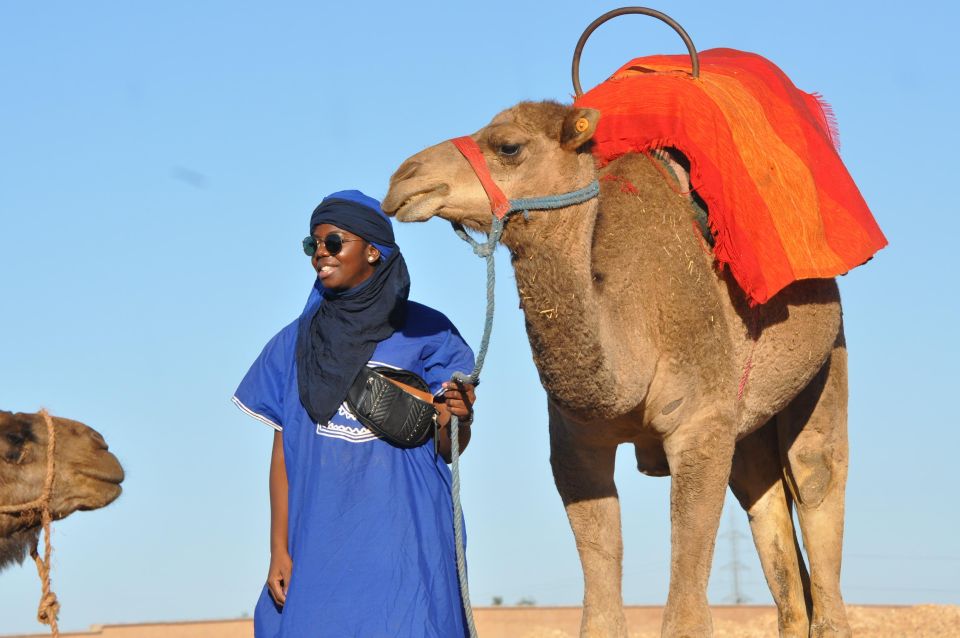 1 marrakech camel ride in the palm grove with transport Marrakech : Camel Ride in the Palm Grove With Transport