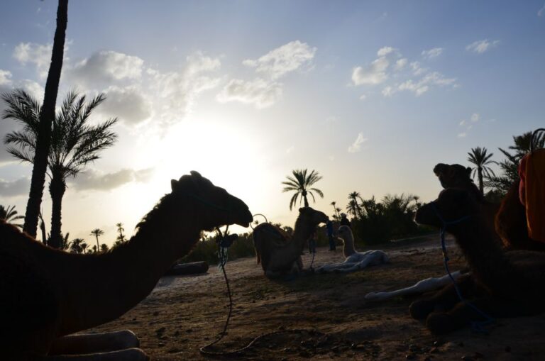 Marrakech: Camel Ride Trip in Palm Groves With Tea Break