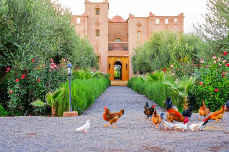 Marrakech: Experience Yoga in Nature’s Haven – Detox Day