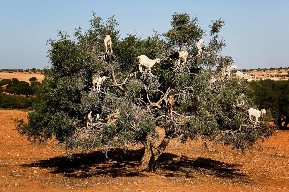 1 marrakech guided day trip to essaouira Marrakech: Guided Day Trip to Essaouira