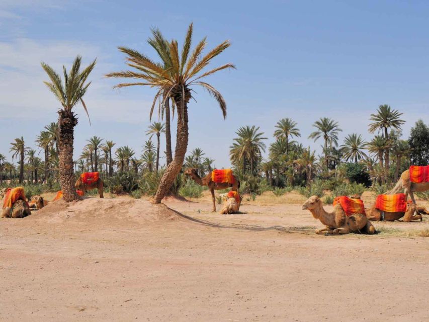 1 marrakech half day camel ride in palm grove 2 Marrakech: Half-Day Camel Ride in Palm Grove