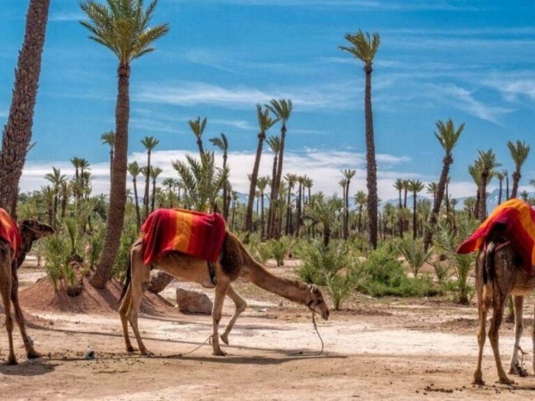 Marrakech One Day Visit