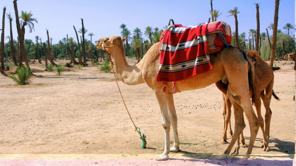 1 marrakech palmeraie camel ride quad bike Marrakech Palmeraie: Camel Ride & Quad Bike Experience