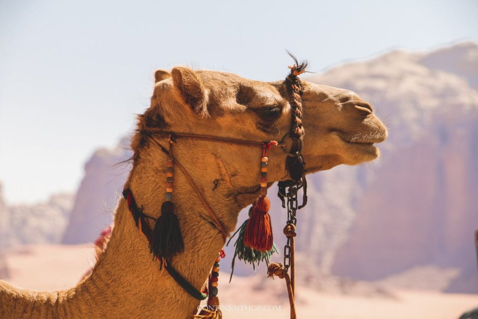 1 marrakech private day trip desert agafay atlas mountains Marrakech: Private Day Trip Desert Agafay & Atlas Mountains