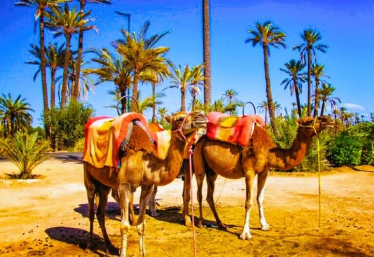 Marrakech: Quad Biking and Camel Ride Berber Villages Tour