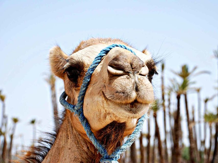 Marrakech: Sunset Camel Ride in Palmeraie - Review Summary