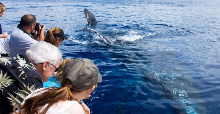 Maui: Eco-Friendly Whale Watching Tour From Ma’alaea Harbor