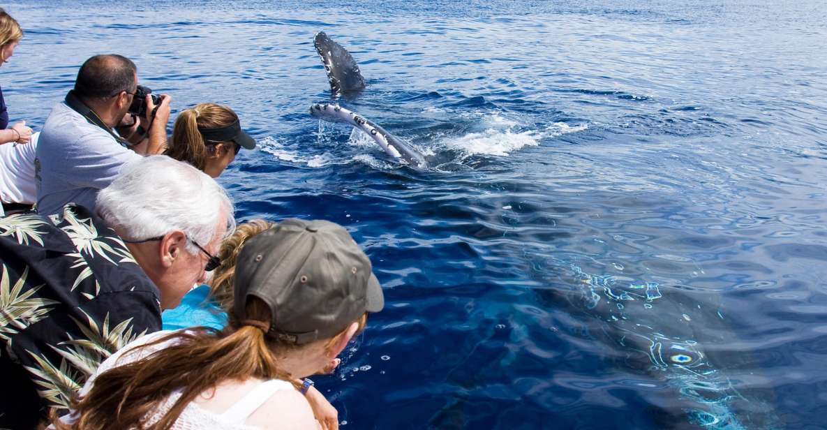1 maui eco friendly whale watching tour from maalaea harbor Maui: Eco-Friendly Whale Watching Tour From Ma'alaea Harbor