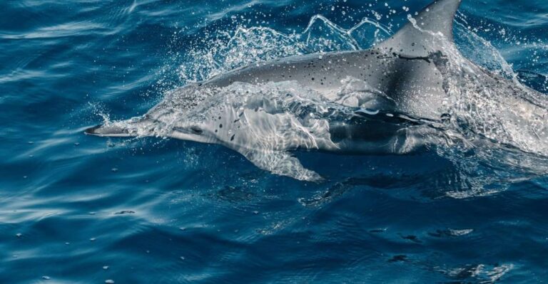 Maui: Ka’anapali Wild Dolphin Sail