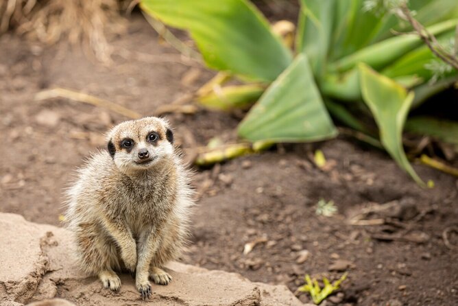 Meerkat Experience at Melbourne Zoo – Excl. Entry