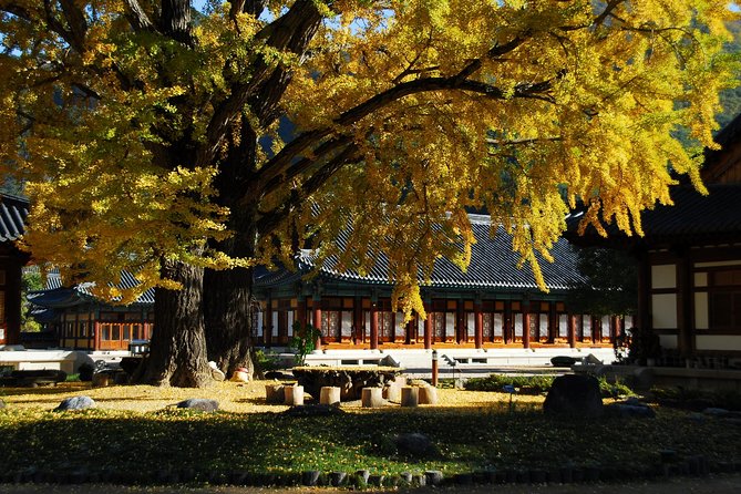 Memorable Autumn Foliage Random Tour (From Busan)