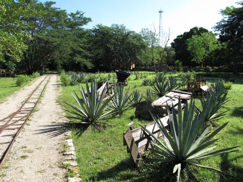 Merida: Yucatan Cenotes and Hacienda Full-Day Trip With Food