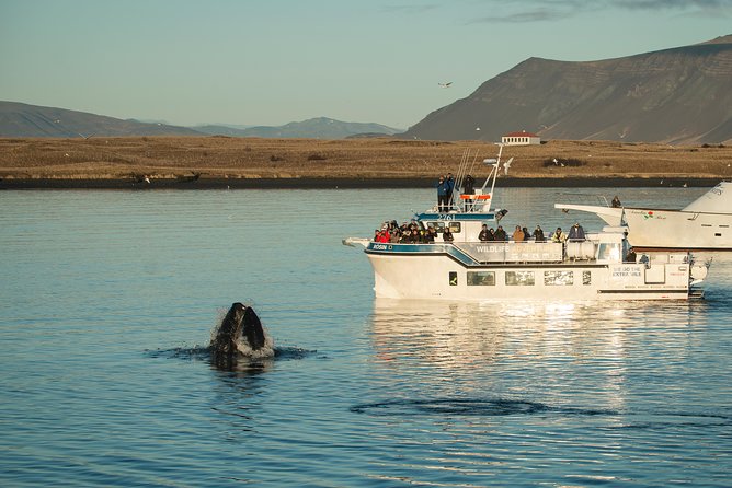 1 midnight sun whale watching from reykjavik Midnight Sun Whale Watching From Reykjavik