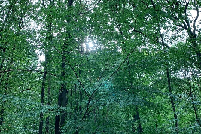 Mindful Forest Bathing With a Picnic Accompanied by an Akita