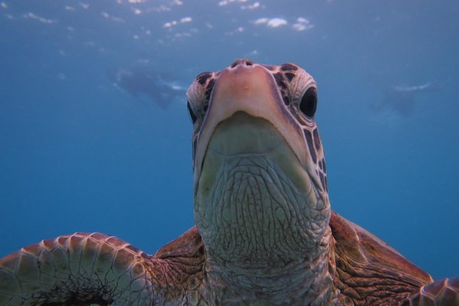 [Miyakojima Snorkel] Private Tour From 2 People Go to Meet Cute Sea Turtle