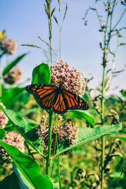 Monarch Butterfly Mexico Reserve Sanctuary & Valle De Bravo