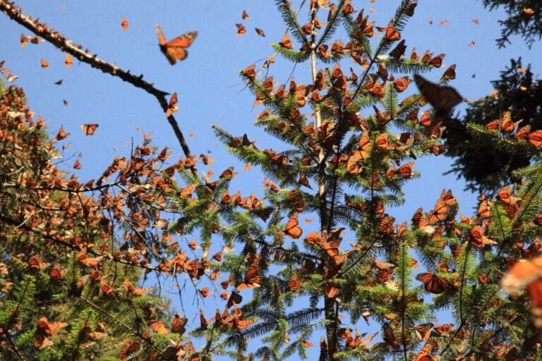 Monarch Butterfly Sanctuary Tour