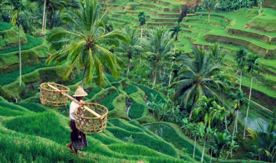 1 monkey forest rice terrace water temple waterfall tour Monkey Forest, Rice Terrace, Water Temple,& Waterfall Tour