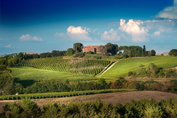 Montalcino Castle and Vineyards Tour With Tasting