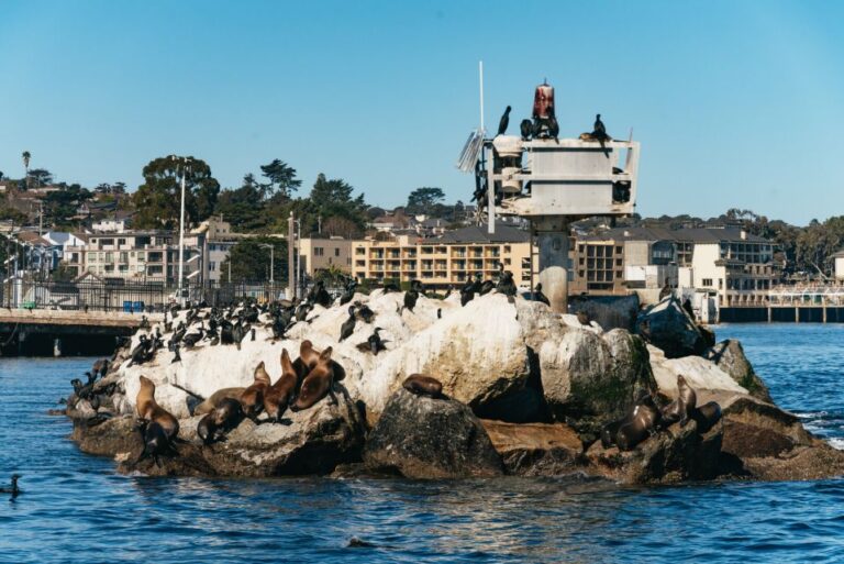 Monterey Bay: Whale Watching Tour