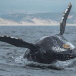 1 monterey sunset whale watching cruise with a guide Monterey: Sunset Whale Watching Cruise With a Guide