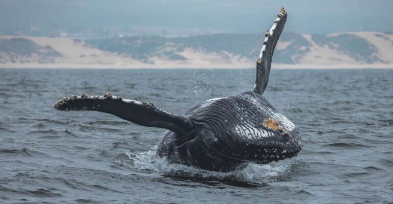Monterey: Sunset Whale Watching Cruise With a Guide