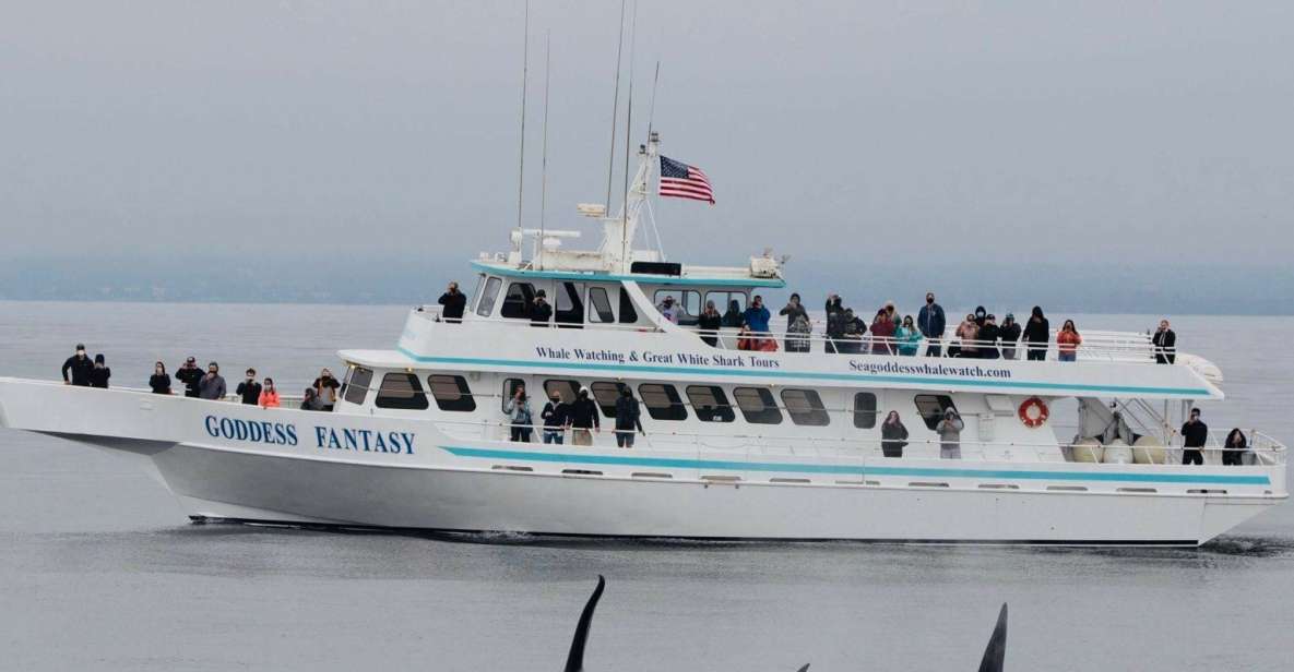 1 monterey whale watching cruise Monterey: Whale Watching Cruise