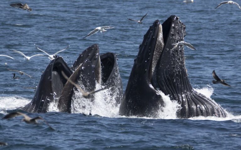Monterey: Whale Watching Tour With a Marine Guide