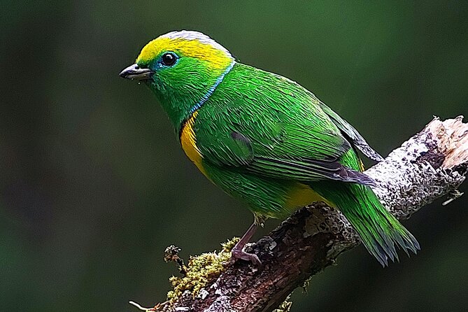 1 monteverde cloud forest biological reserve birdwatching tour Monteverde Cloud Forest Biological Reserve Birdwatching Tour
