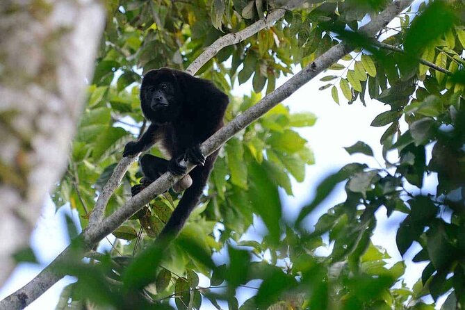 Monteverde Cloud Forest Tour