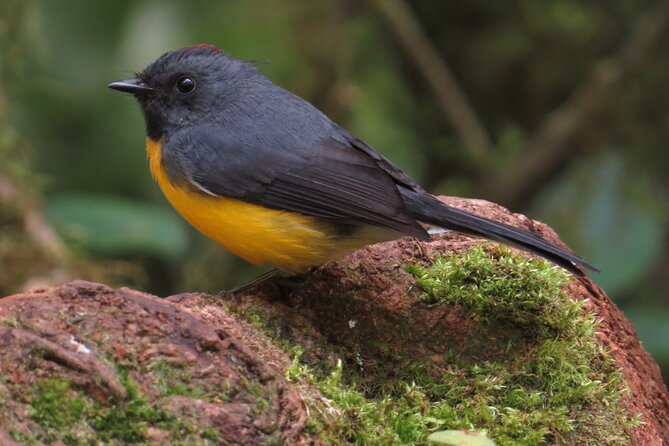 Monteverde Small-Group Halfday Birdwatching Tour