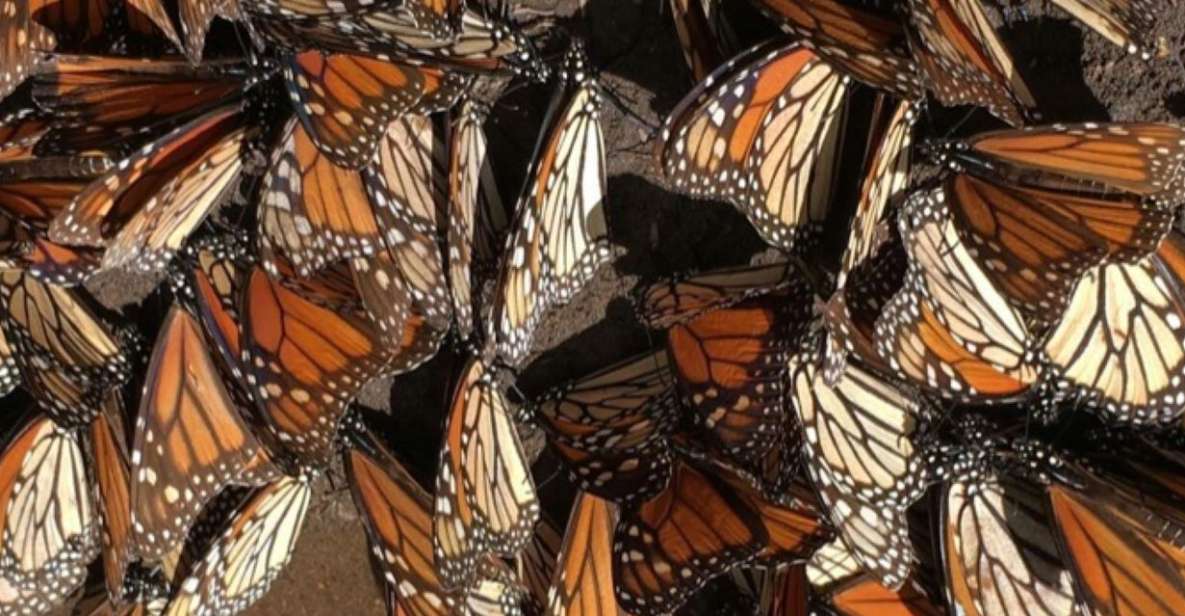 1 morelia monarch butterfly tour Morelia: Monarch Butterfly Tour