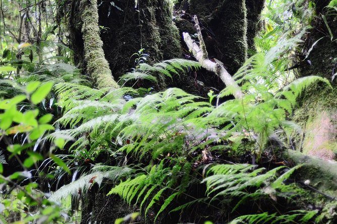 Mount Doi Inthanon Hiking & Bird Watching