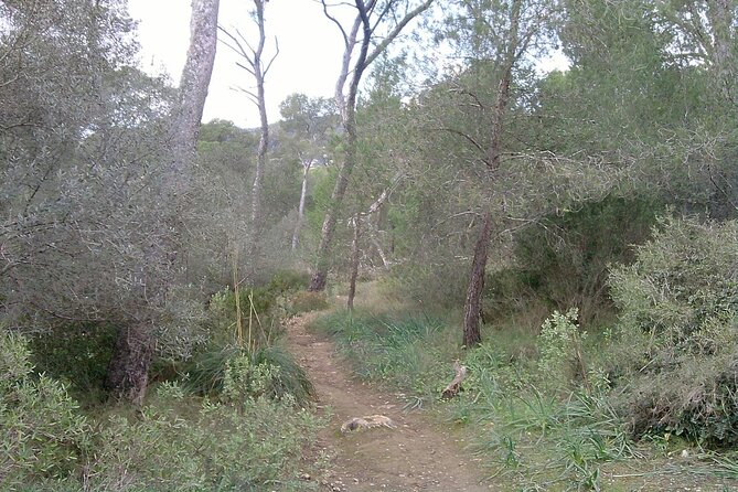 MTB Guided Tour in Bellver Forest and Na Burguesa Mountain