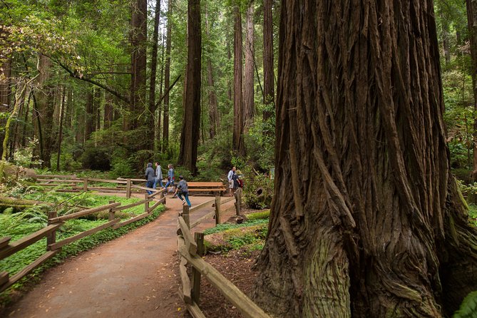 Muir Woods & Sausalito Half-Day Tour (Return by Bus or Ferry From Sausalito)