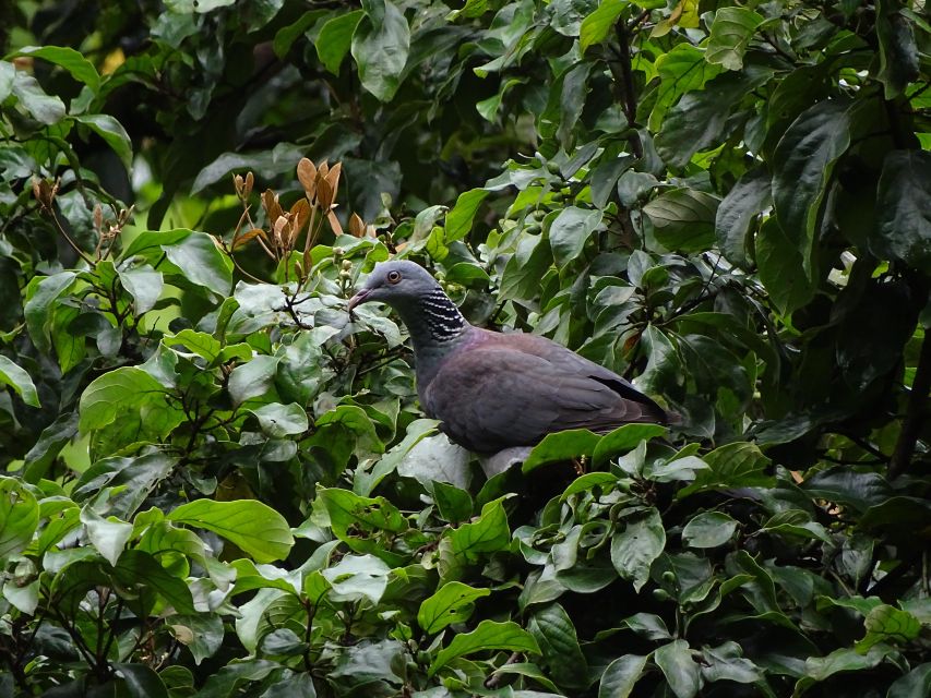 1 munnar birding and bird photography trip Munnar Birding and Bird Photography Trip