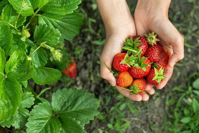 Nami Island & Strawberry Trip With Railbike & Opt. Korean Garden