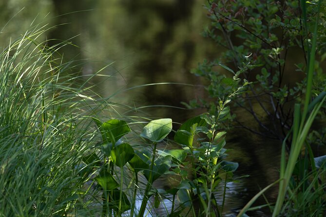 Nature Singing in Forest Studio Mustikkarinne