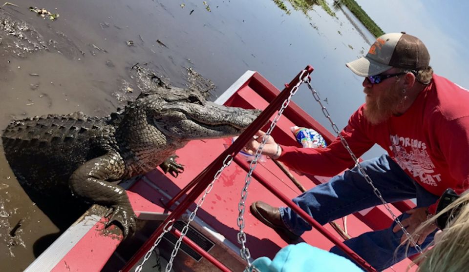 1 new orleans 10 passenger airboat swamp tour 2 New Orleans: 10 Passenger Airboat Swamp Tour