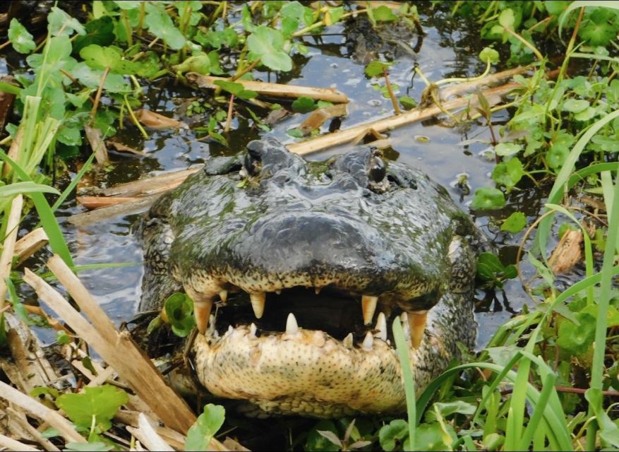 1 new orleans 10 passenger airboat swamp tour New Orleans: 10 Passenger Airboat Swamp Tour