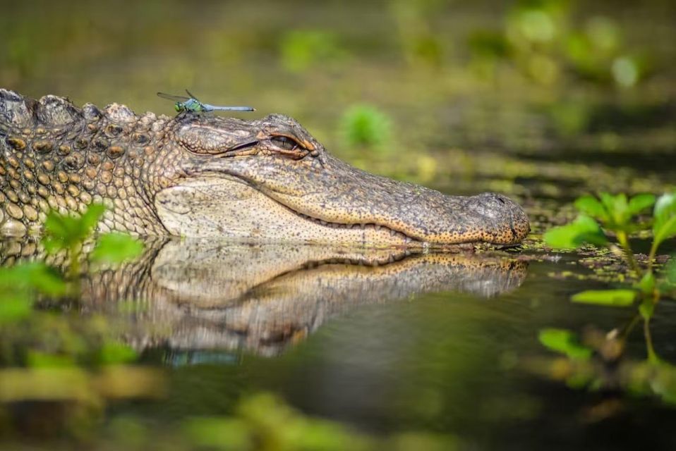 1 new orleans manchac magic kayak swamp tour New Orleans: Manchac Magic Kayak Swamp Tour