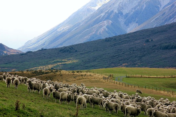 New Zealand Farm & Scenic Day Tour From Christchurch