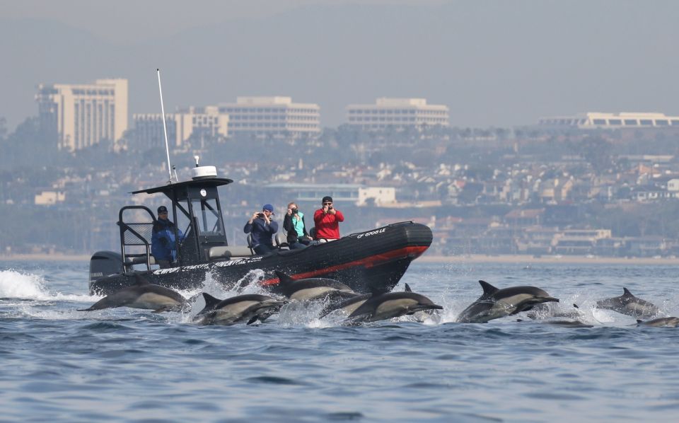 1 newport beach ultimate whale watching adventure Newport Beach: Ultimate Whale Watching Adventure