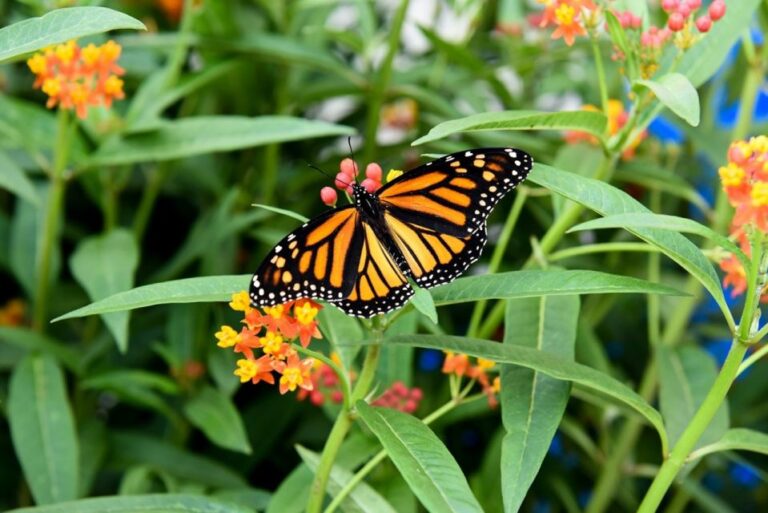 Niagara Falls, Canada: Butterfly Conservatory Admission